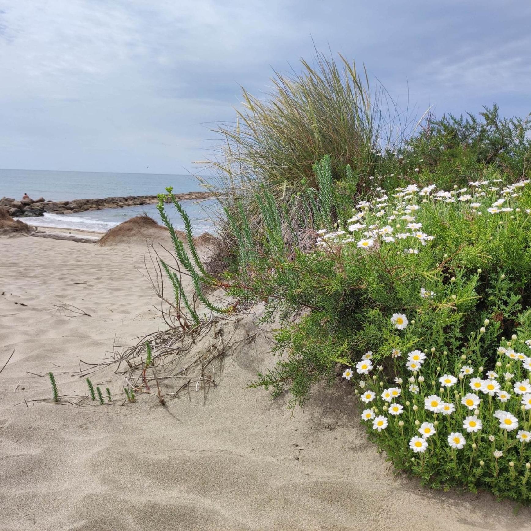 Bed and Breakfast Le Petit Patio Aigues-Mortes Esterno foto