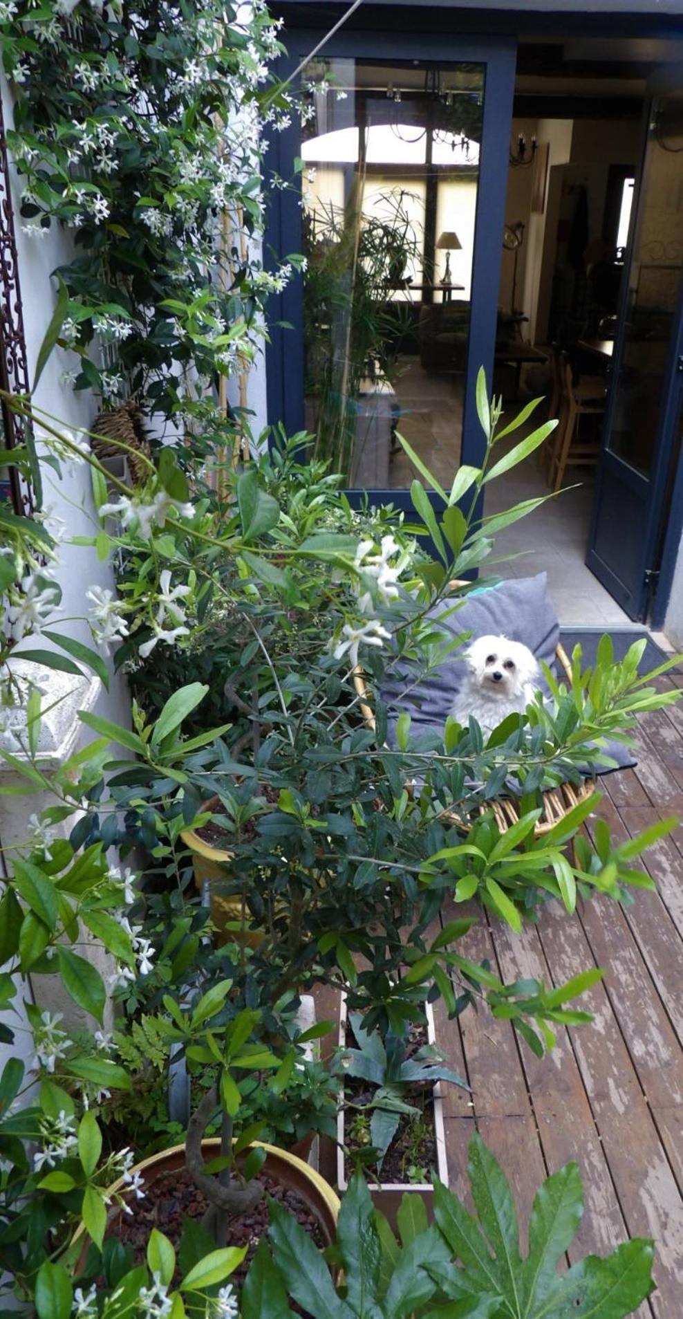Bed and Breakfast Le Petit Patio Aigues-Mortes Esterno foto