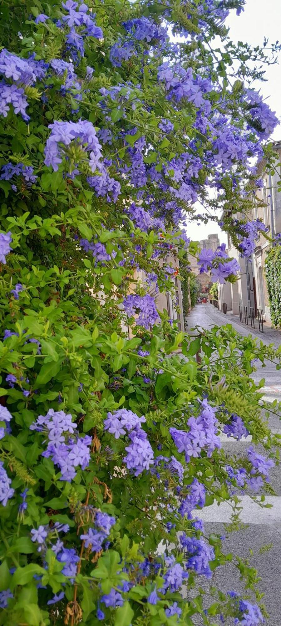Bed and Breakfast Le Petit Patio Aigues-Mortes Esterno foto