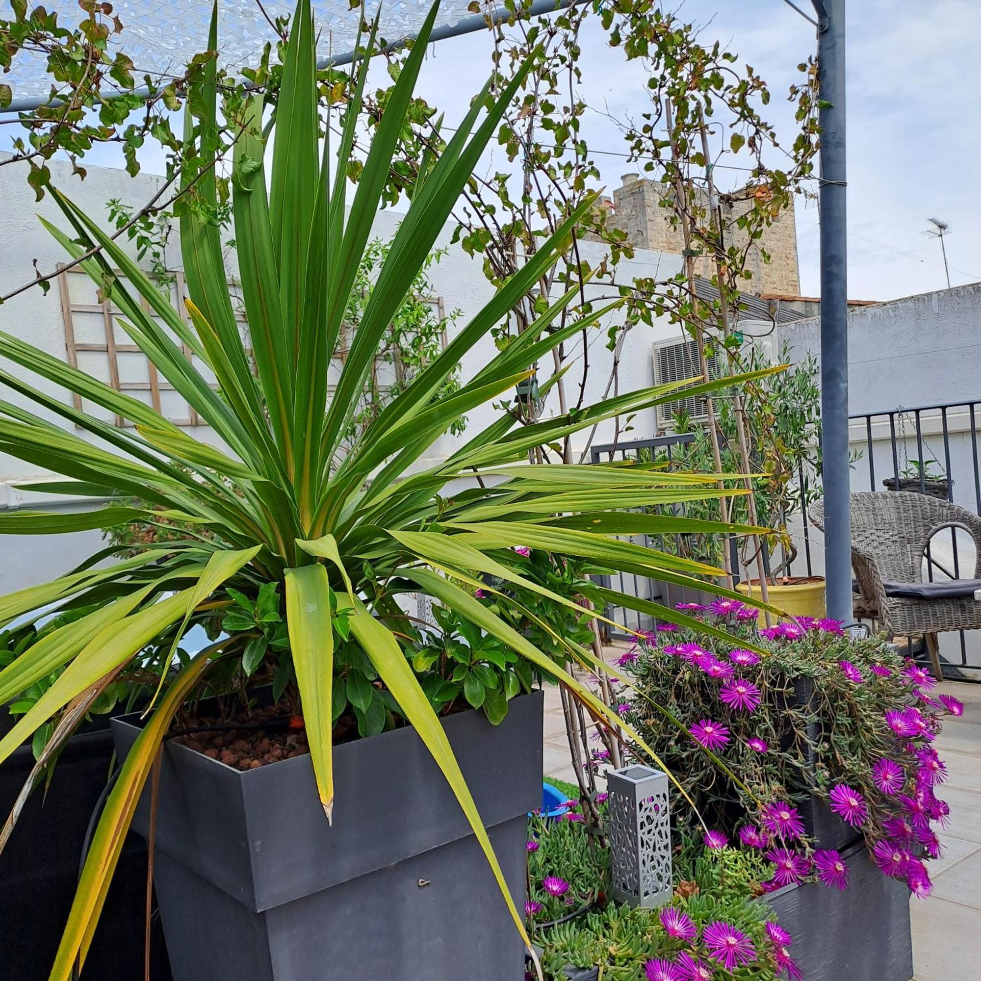 Bed and Breakfast Le Petit Patio Aigues-Mortes Esterno foto