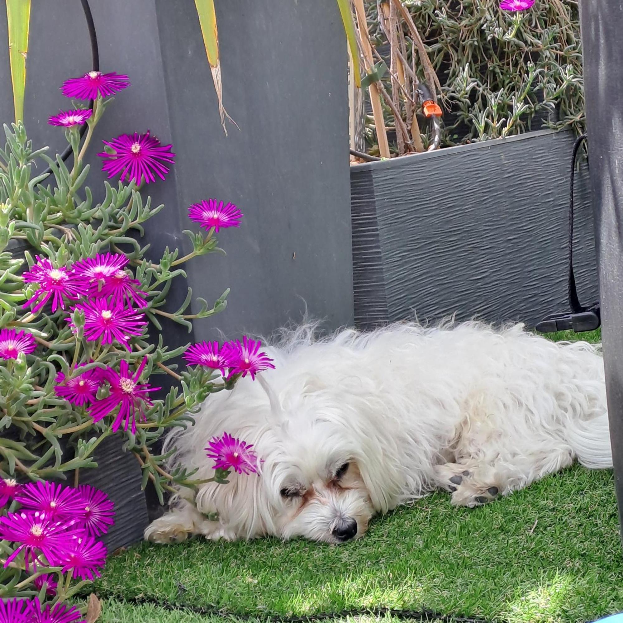 Bed and Breakfast Le Petit Patio Aigues-Mortes Esterno foto