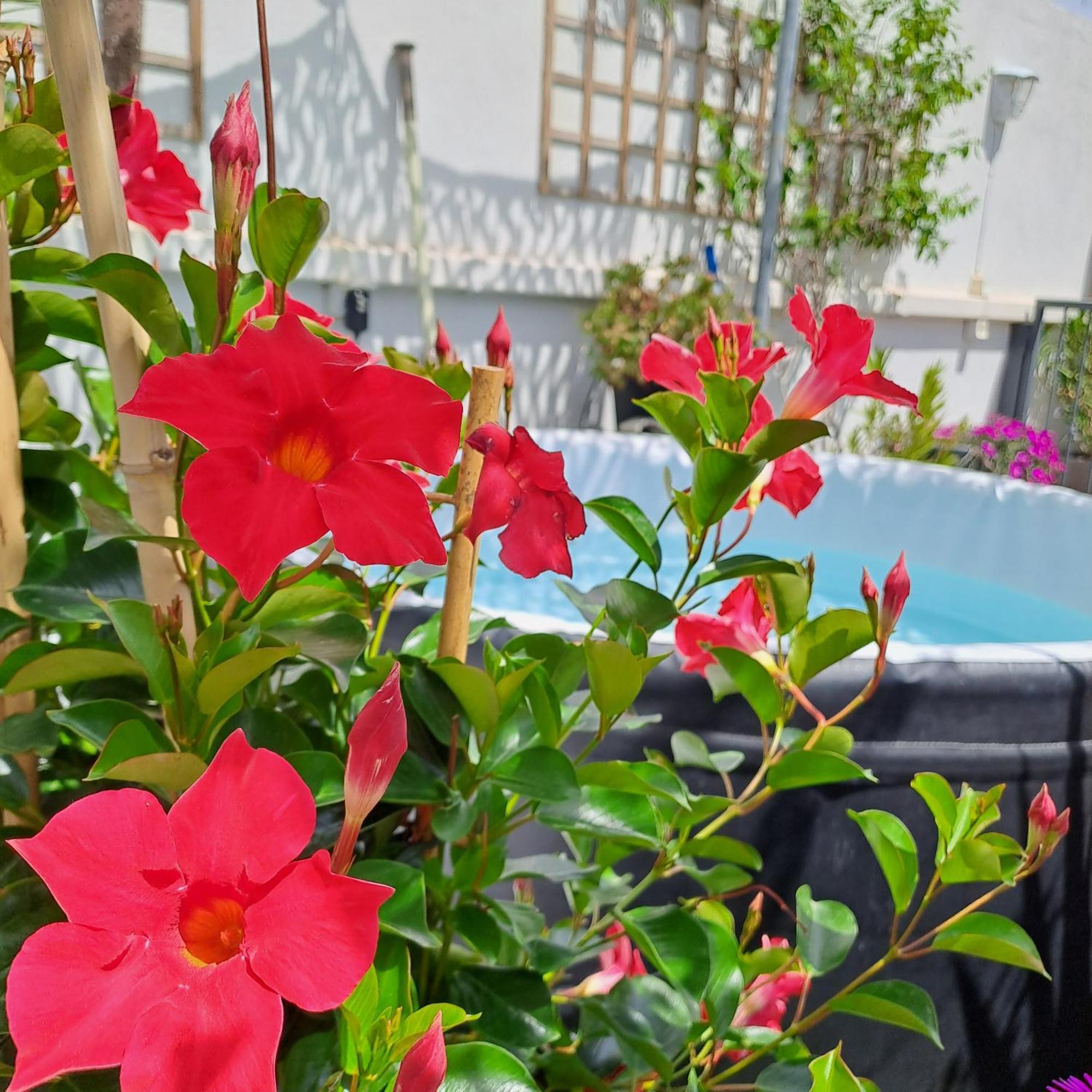 Bed and Breakfast Le Petit Patio Aigues-Mortes Esterno foto