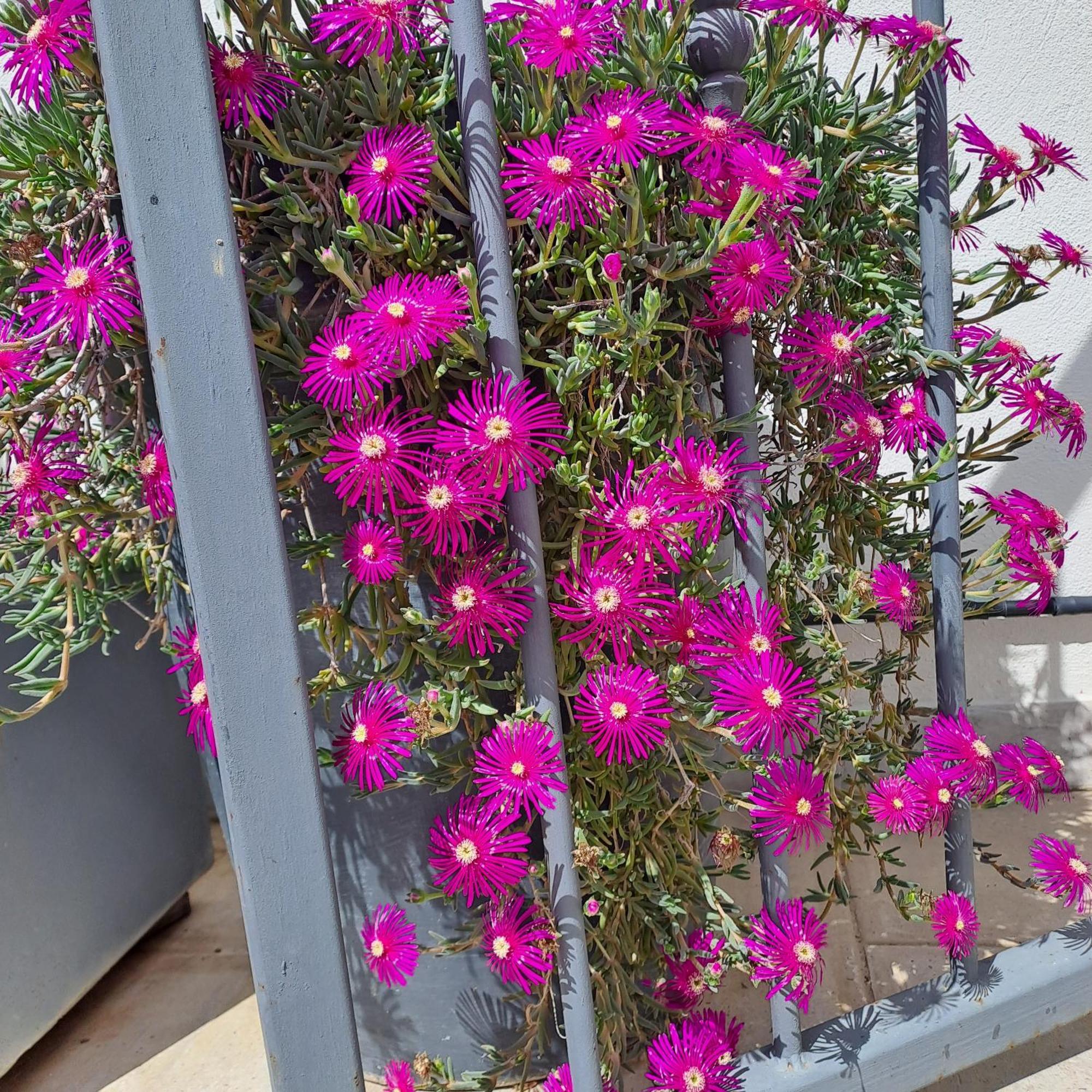 Bed and Breakfast Le Petit Patio Aigues-Mortes Esterno foto